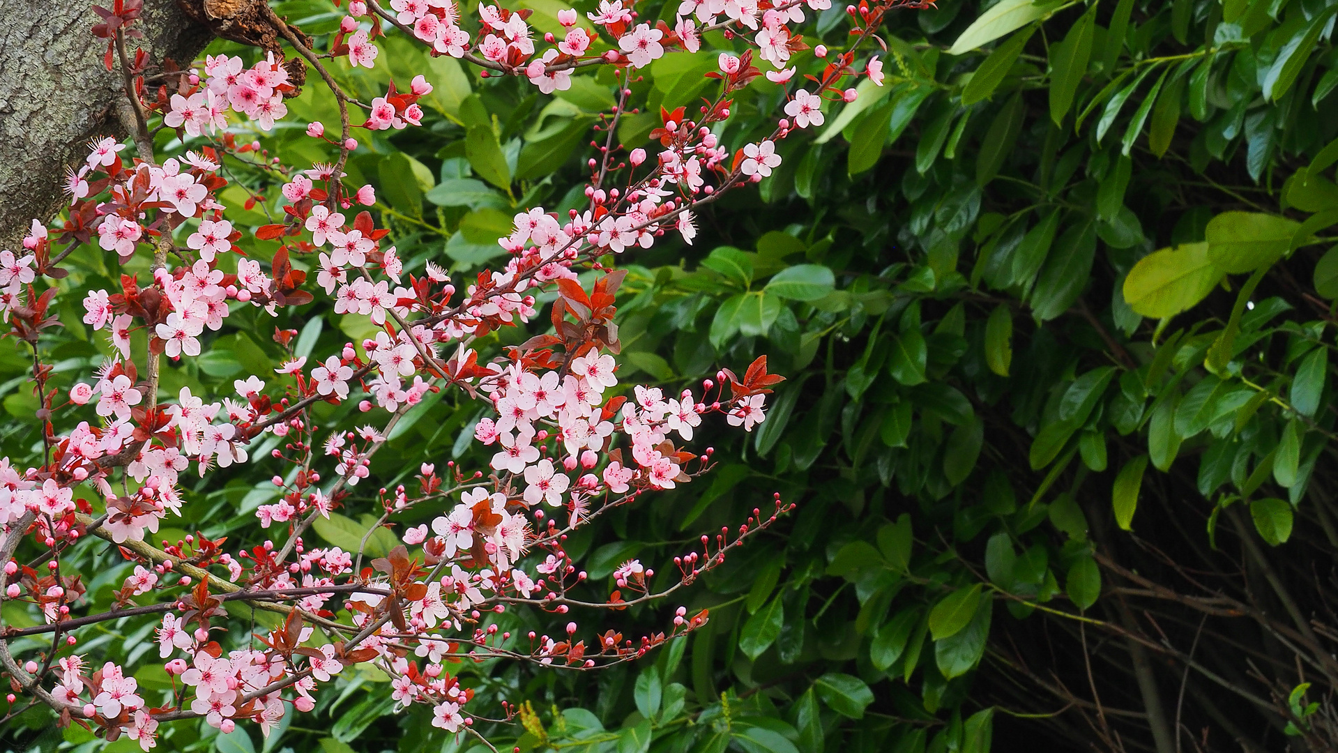 Prunus cerasifera