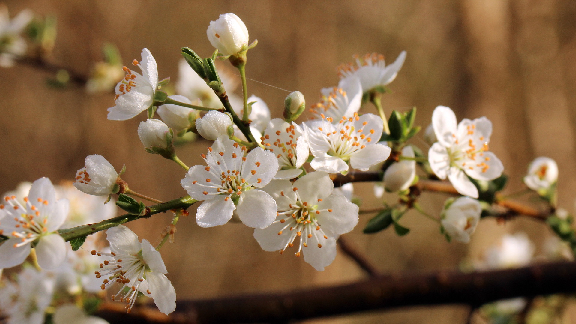 Prunus cerasifera