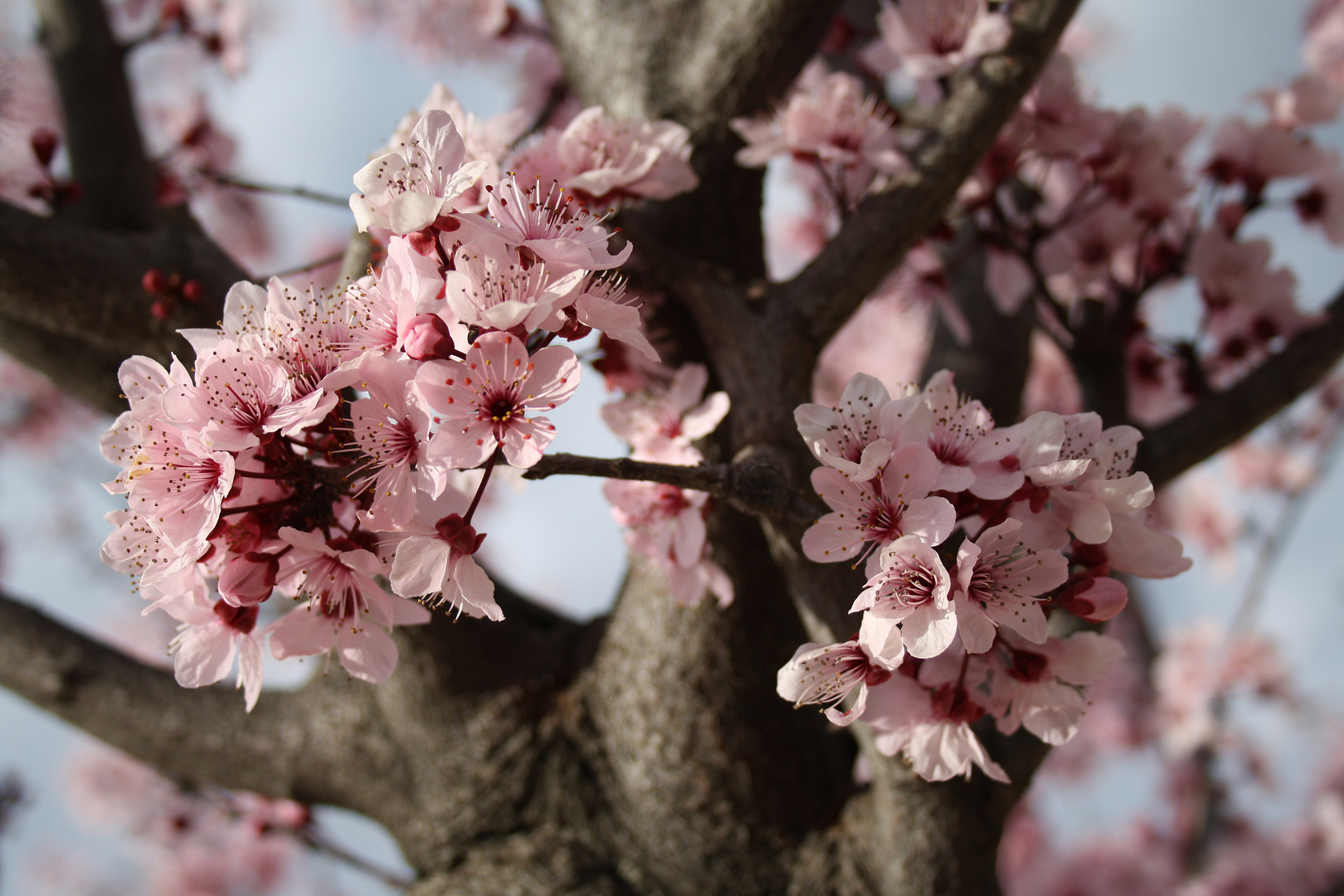 Prunus cerasifera Nigra 01