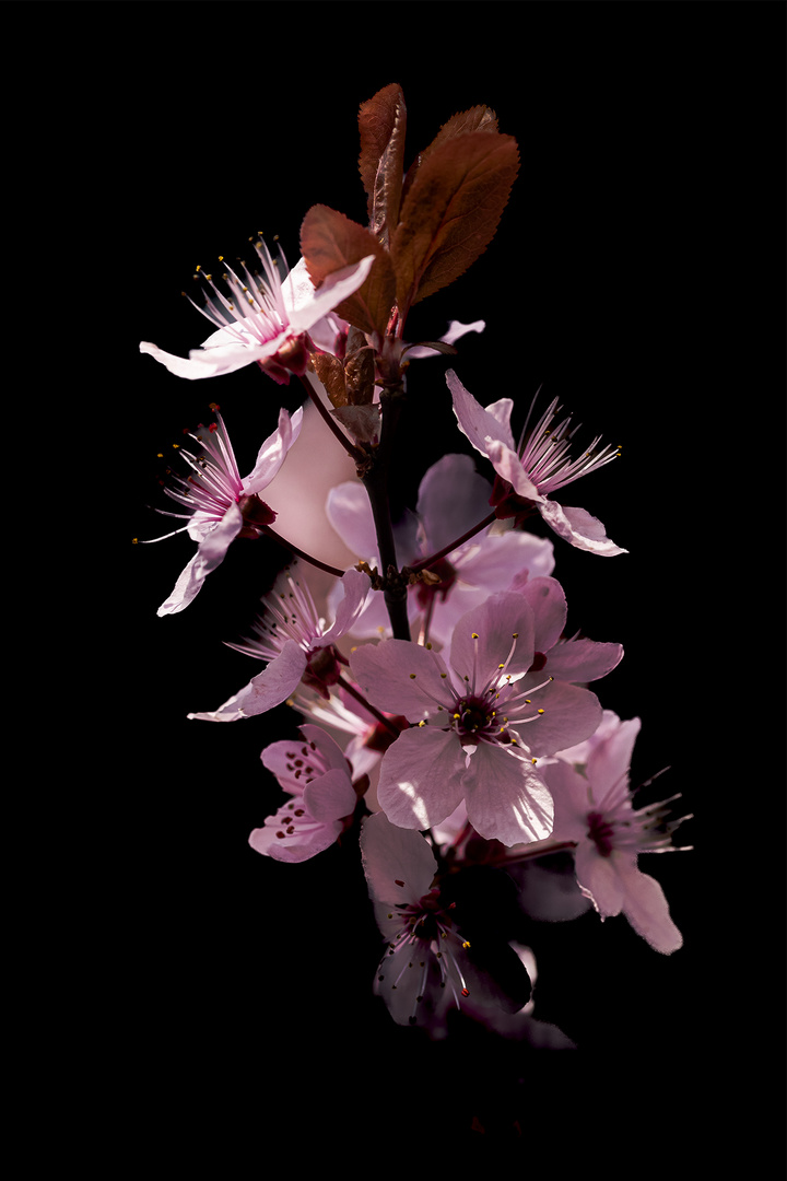 Prunus cerisefera