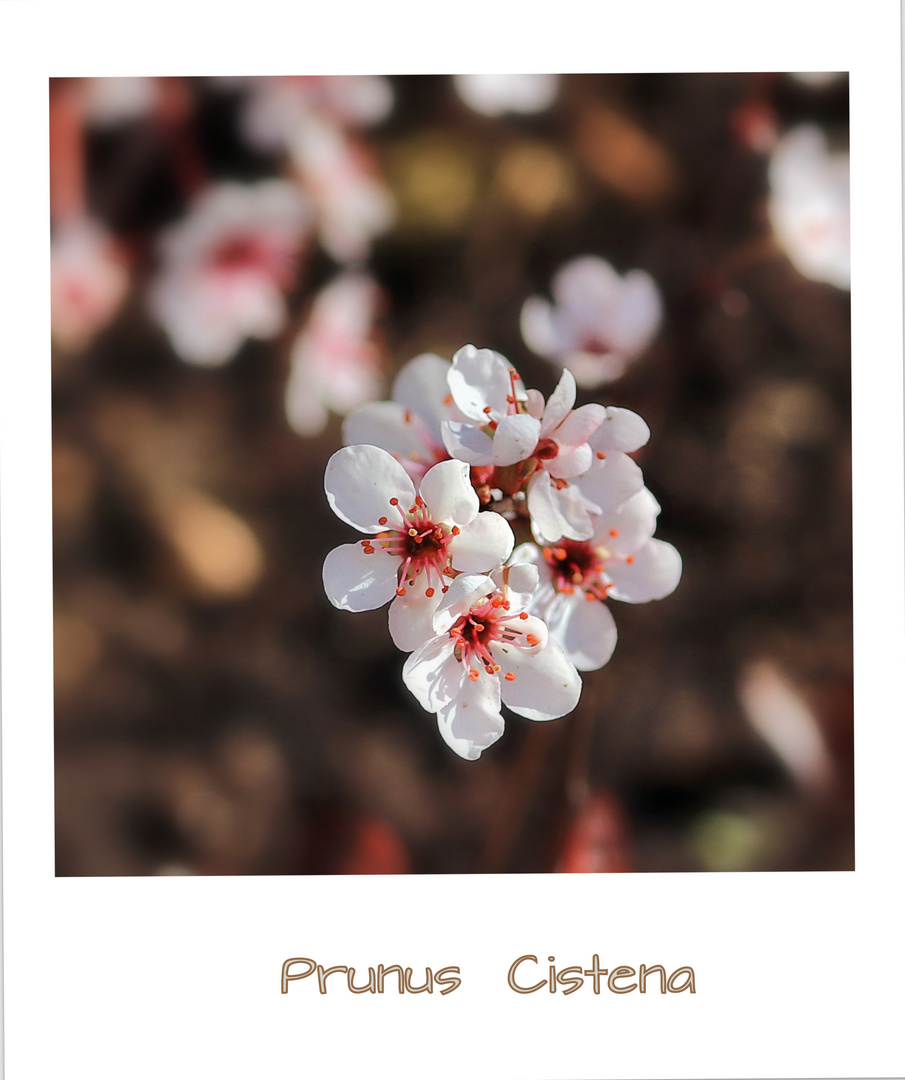 Prunus Cistena.....