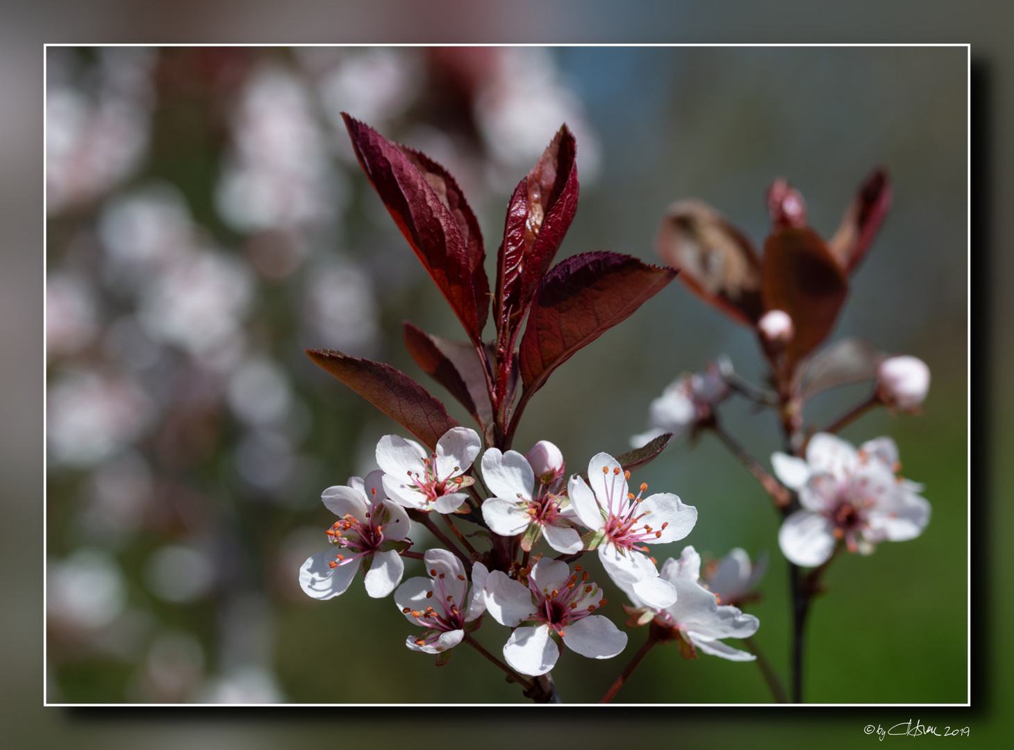 Prunus Cistena