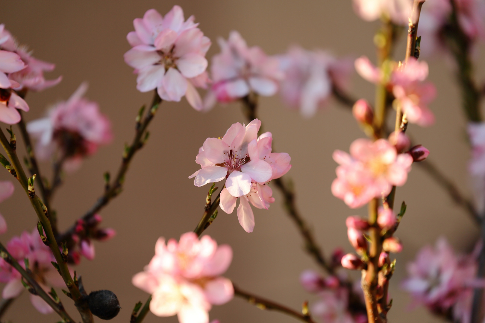 Prunus dulcis - Rosaceae