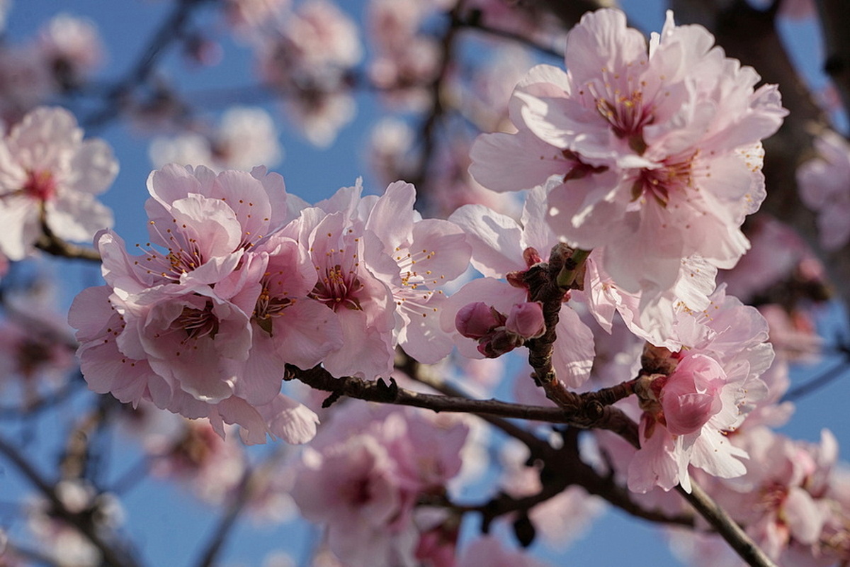 Prunus dulcis - Süßmandel