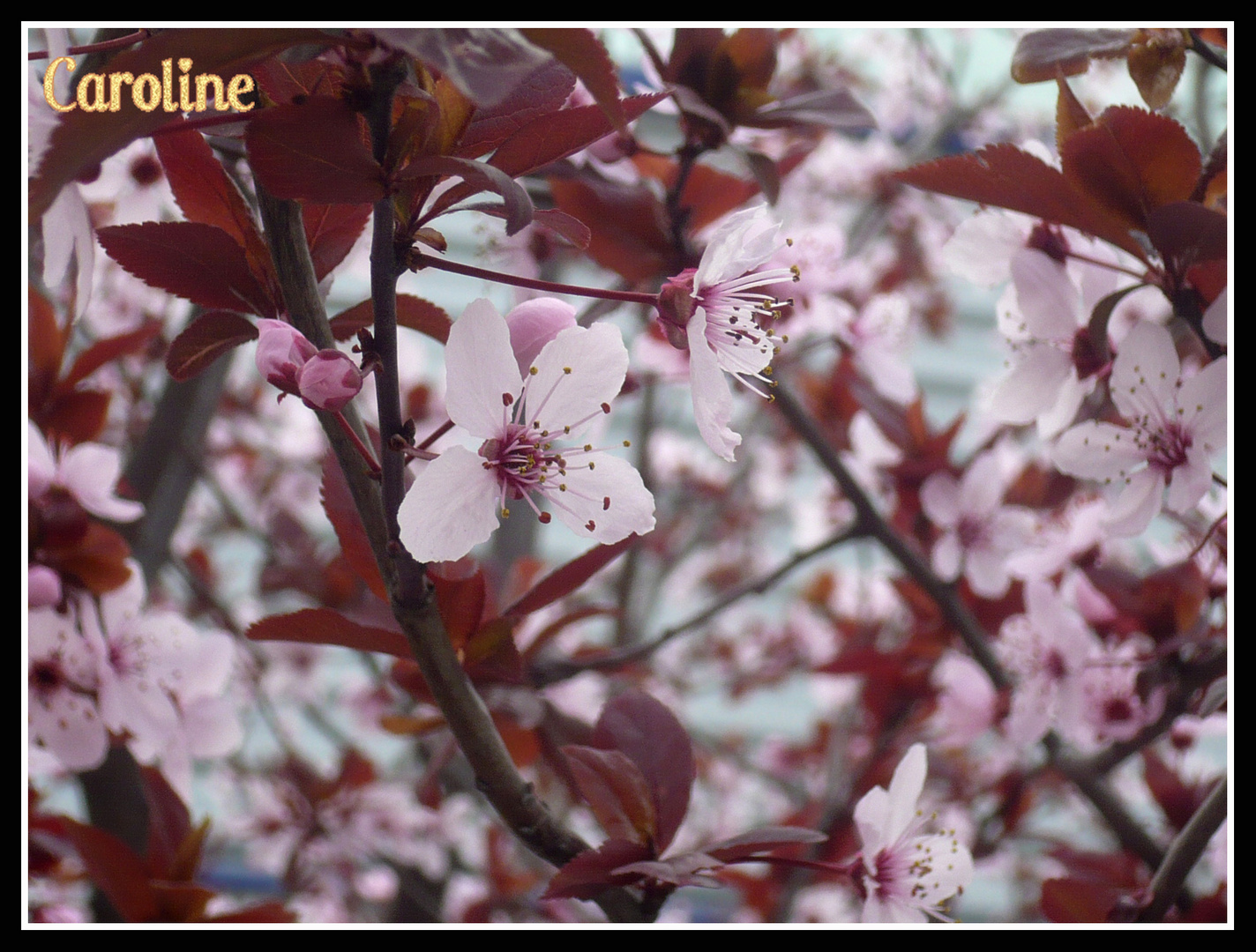 prunus en fleur