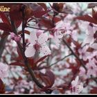 prunus en fleur