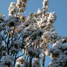 Prunus en fleur