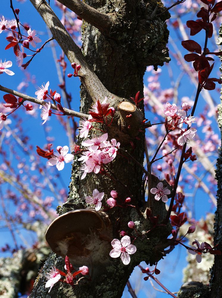 Prunus en fleurs - Blutpflaumenblüten
