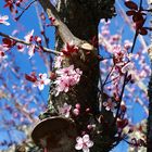 Prunus en fleurs - Blutpflaumenblüten