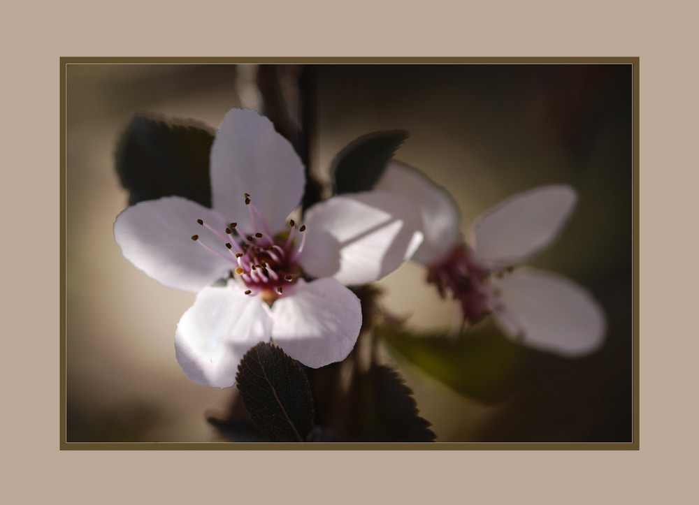 Prunus évanescent