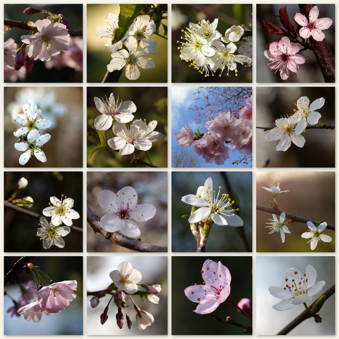 Prunus