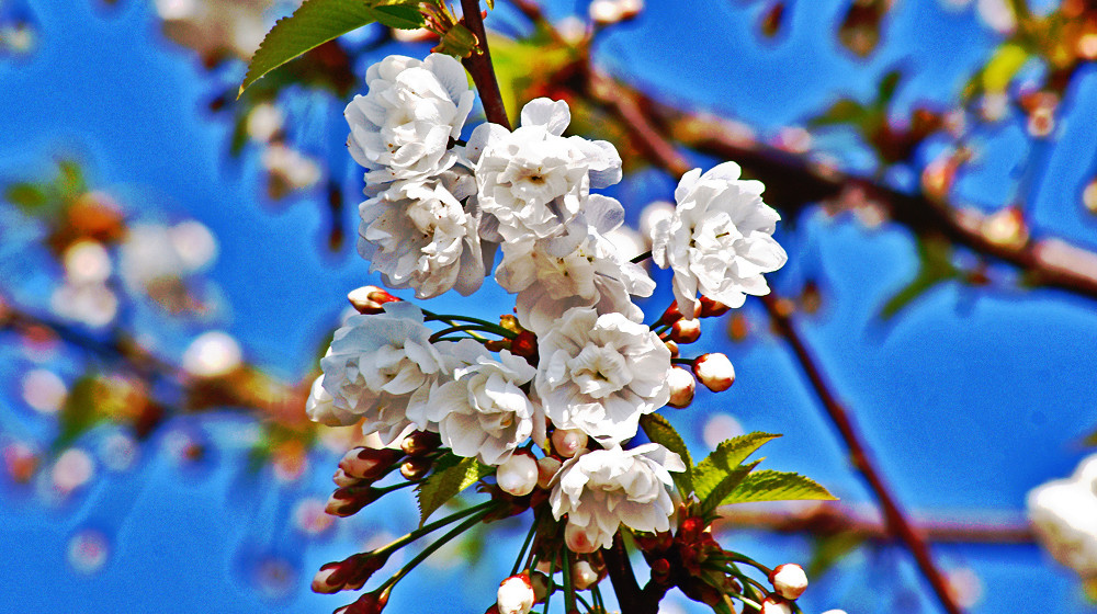 Prunus