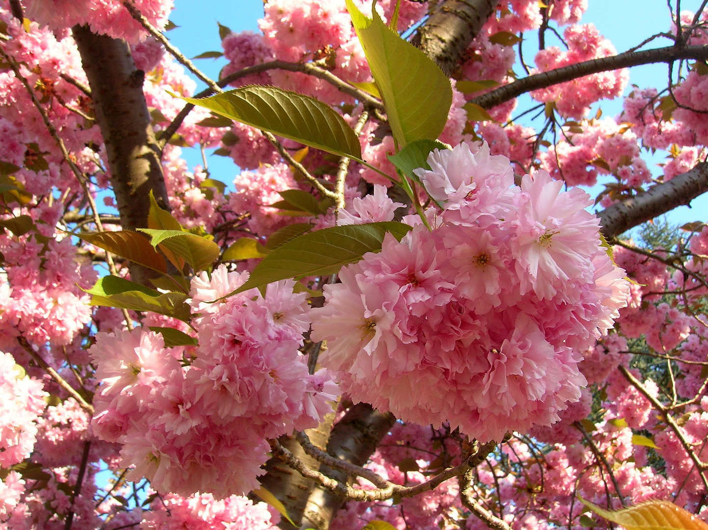 Prunus japonica