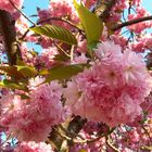 Prunus japonica