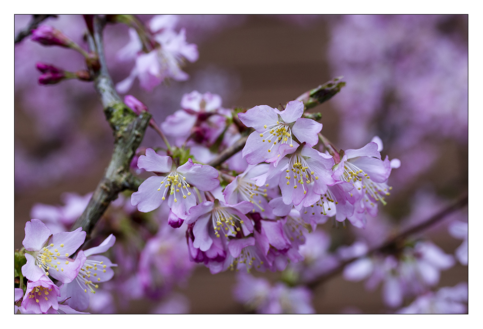 Prunus kurilensis "Ruby"