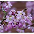 Prunus kurilensis "Ruby"