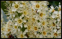 Prunus laurocerasus