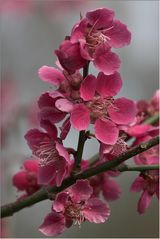 Prunus mume in voller Blüte 2