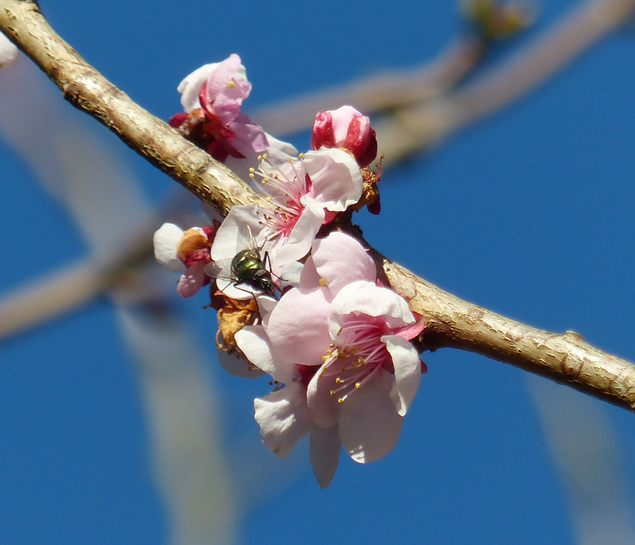 Prunus mume - Japanische Aprikose