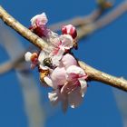 Prunus mume - Japanische Aprikose