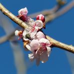 Prunus mume - Japanische Aprikose