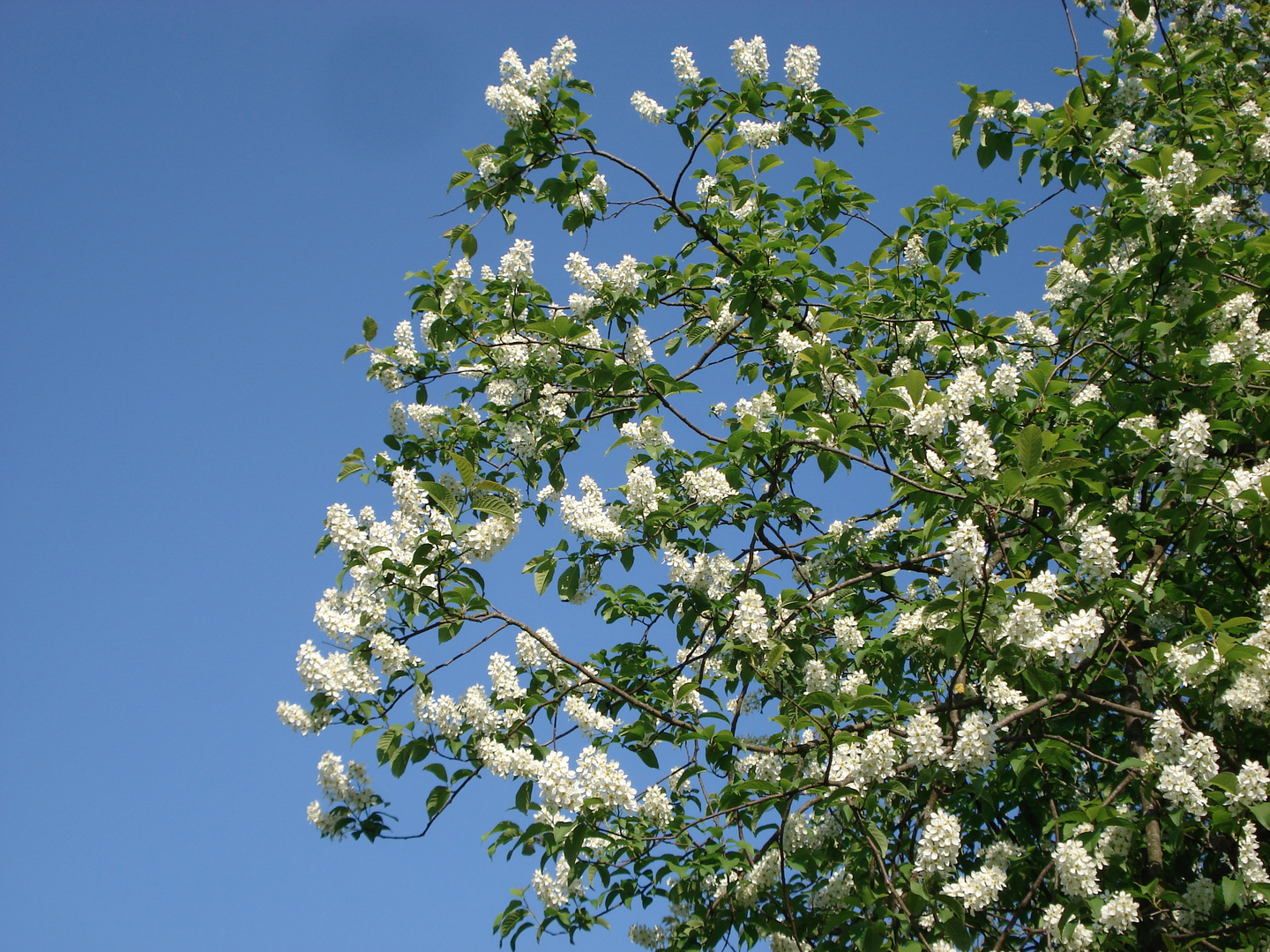 Prunus padus -  gemeine Traubenkirsche