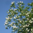 Prunus padus -  gemeine Traubenkirsche