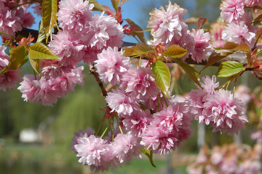 Prunus serrulata