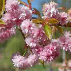 Prunus serrulata