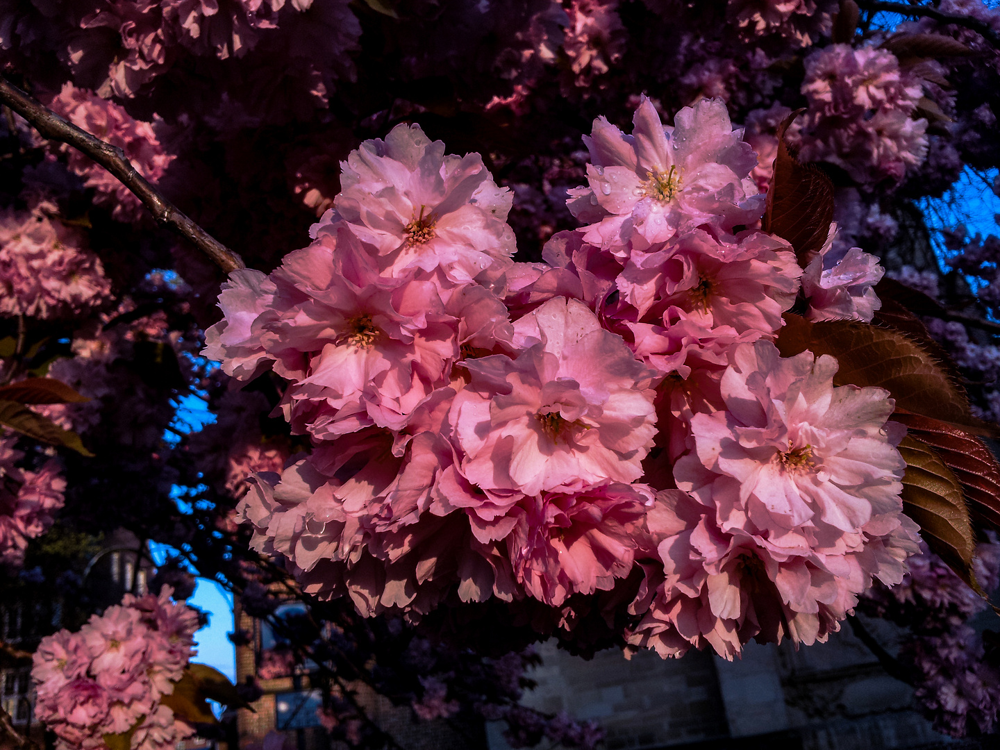 Prunus serrulata, Japanese Cherry Flower