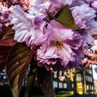 Prunus serrulata, Japanese Cherry Flower  Coesfeld, Germany, April 2016