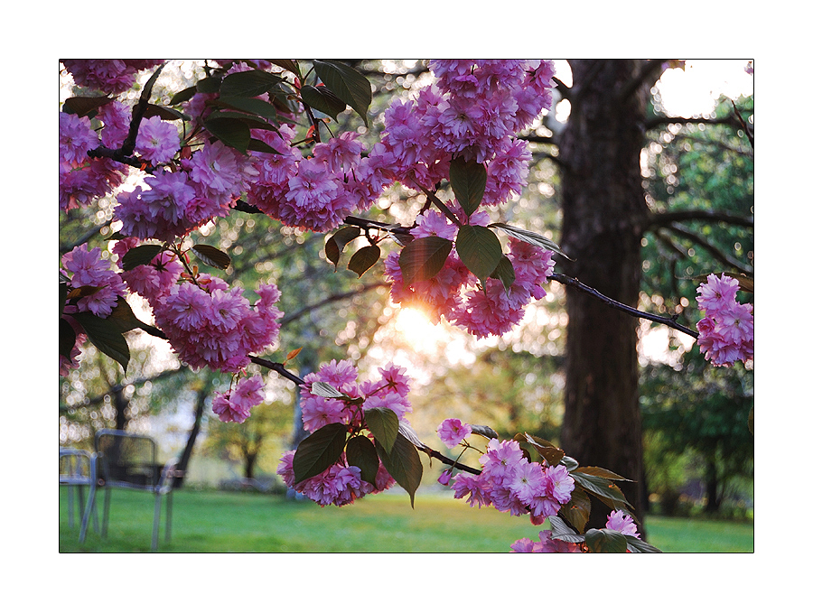 prunus serrulata kanzan