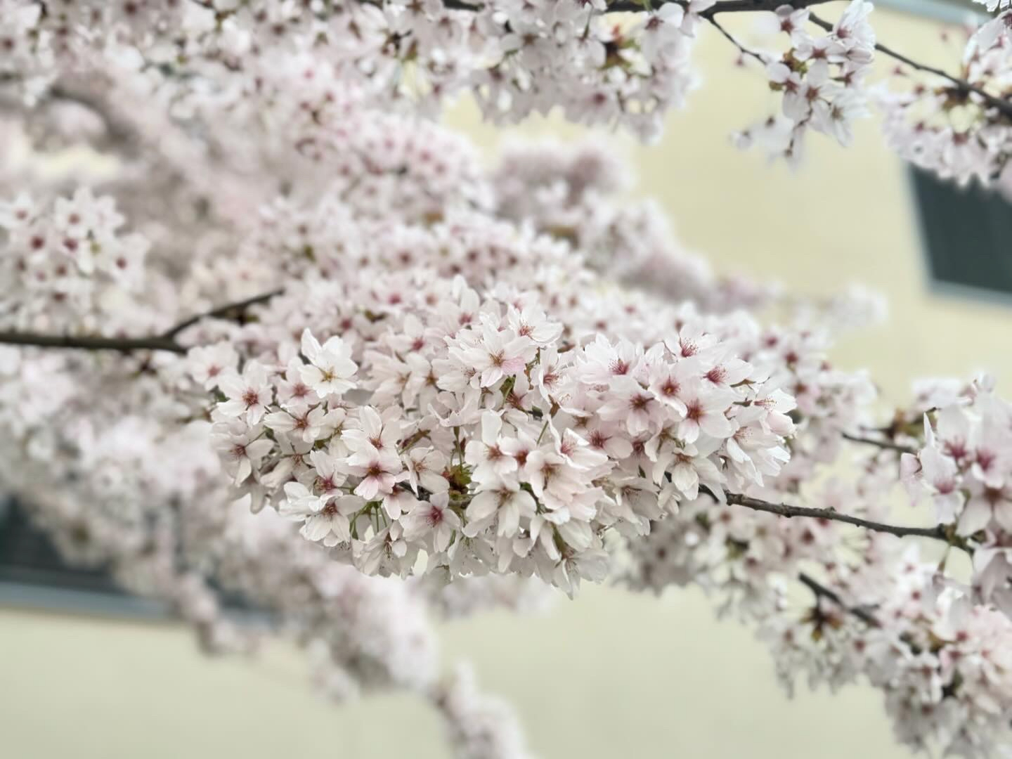 prunus serrulata oder der frühling ist da