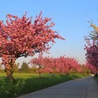 Prunus serulata - Die Japanische Zierkirche bei strahlender Sonne...