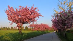 Prunus serulata - Die Japanische Zierkirche bei strahlender Sonne...