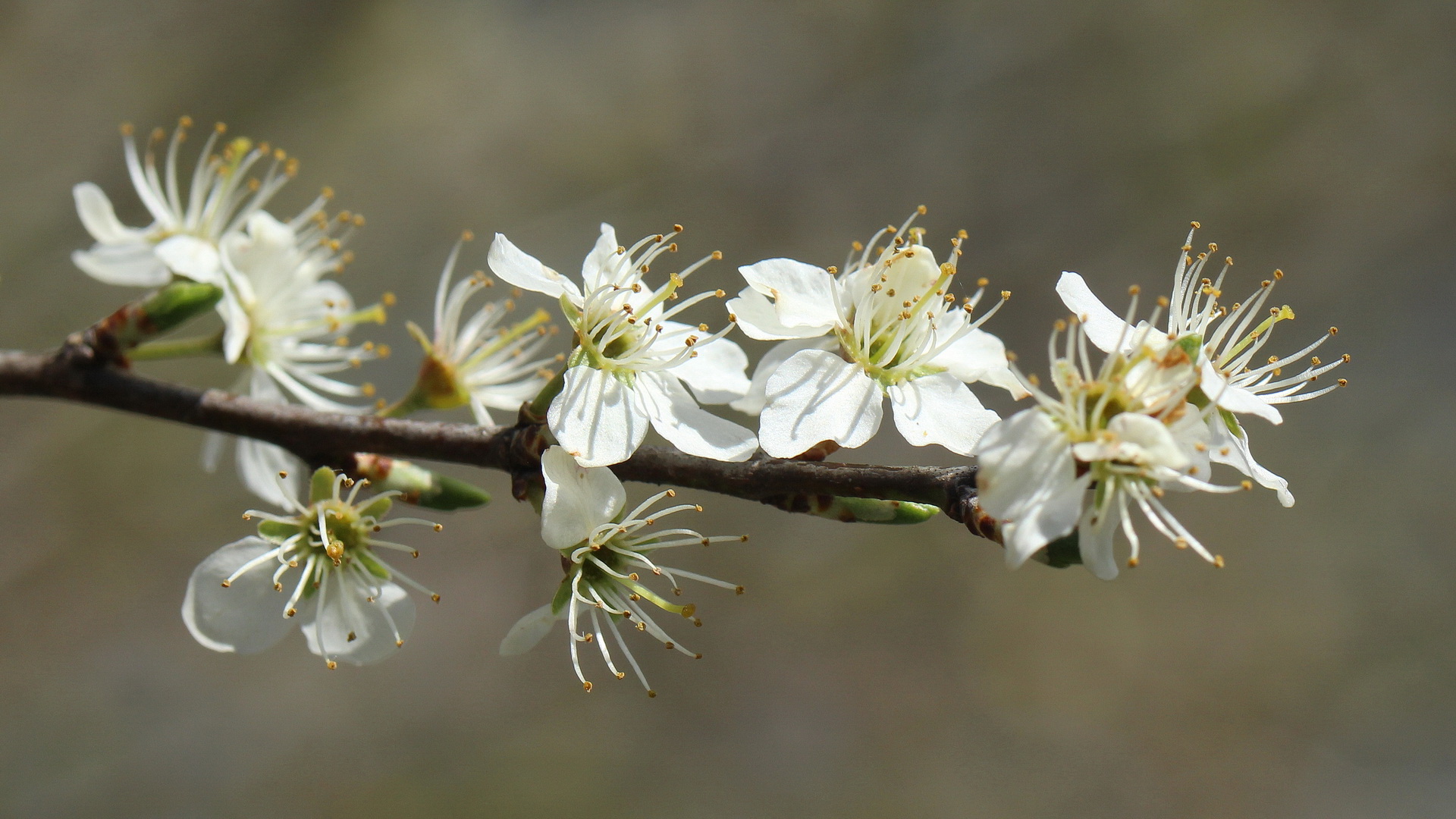 Prunus spinosa