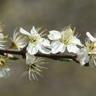 Prunus spinosa