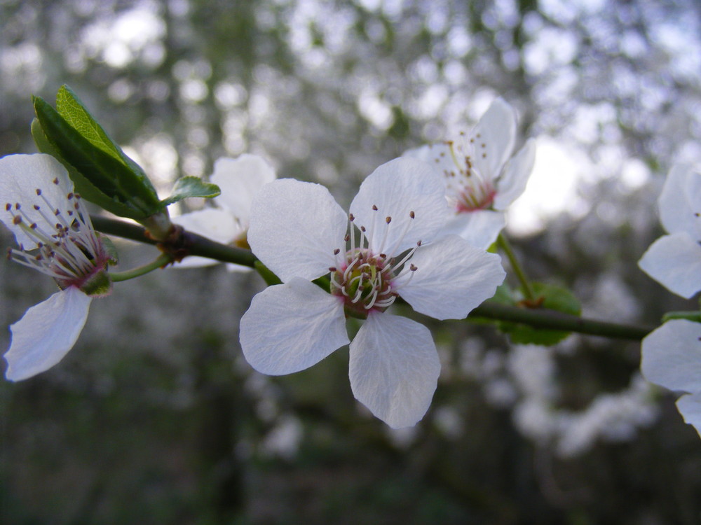 Prunus spinosa