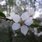 Prunus spinosa