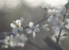 Prunus spinosa