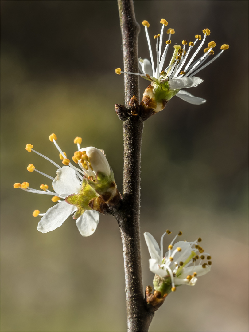 ****Prunus spinosa***