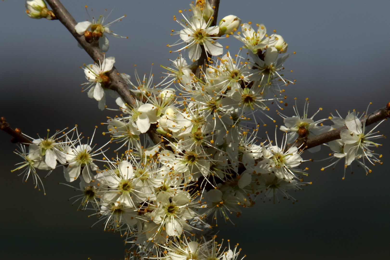 Prunus spinosa...