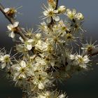 Prunus spinosa...