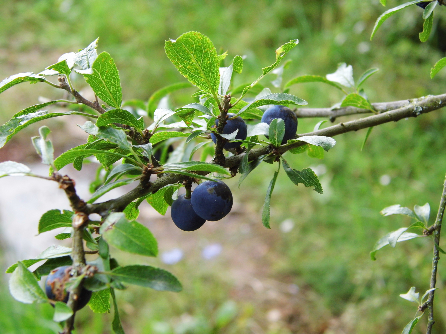 Prunus spinosa