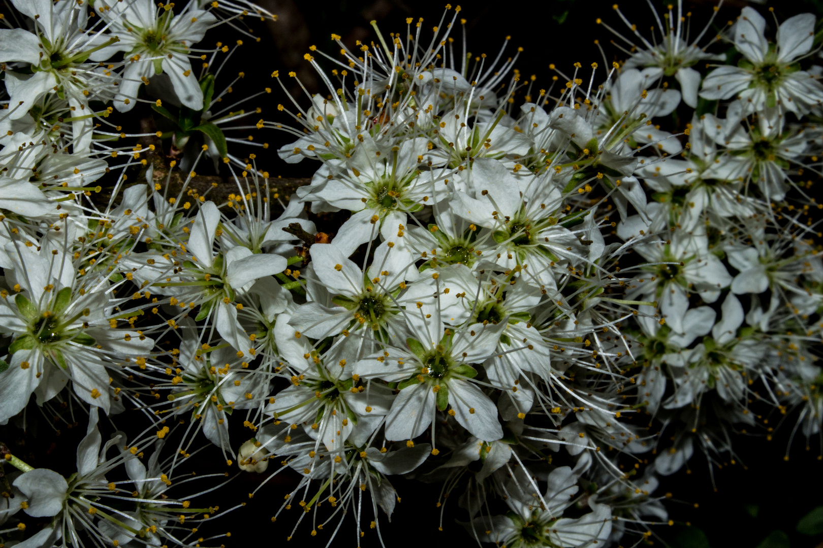 Prunus spinosa