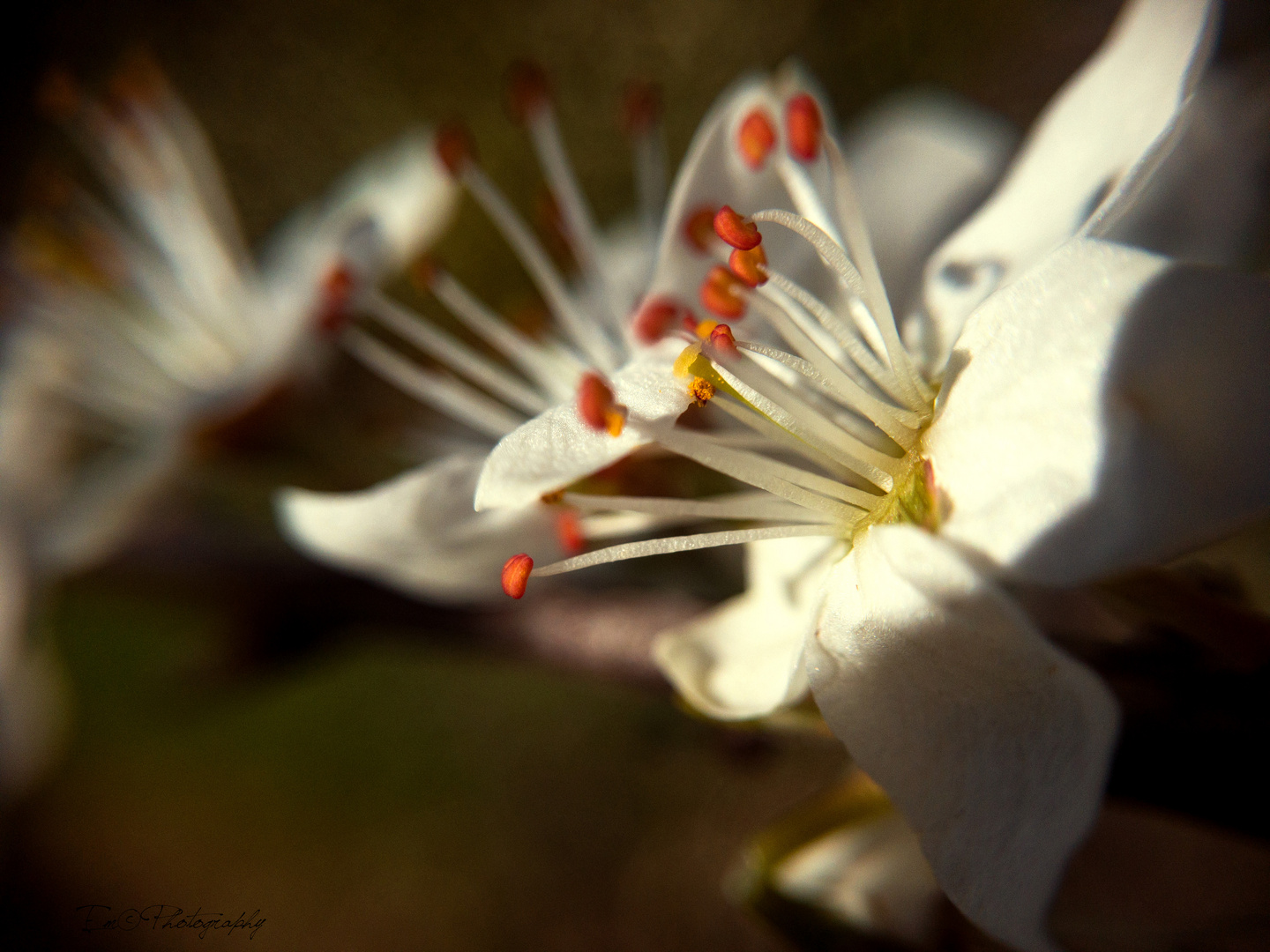 Prunus spinosa