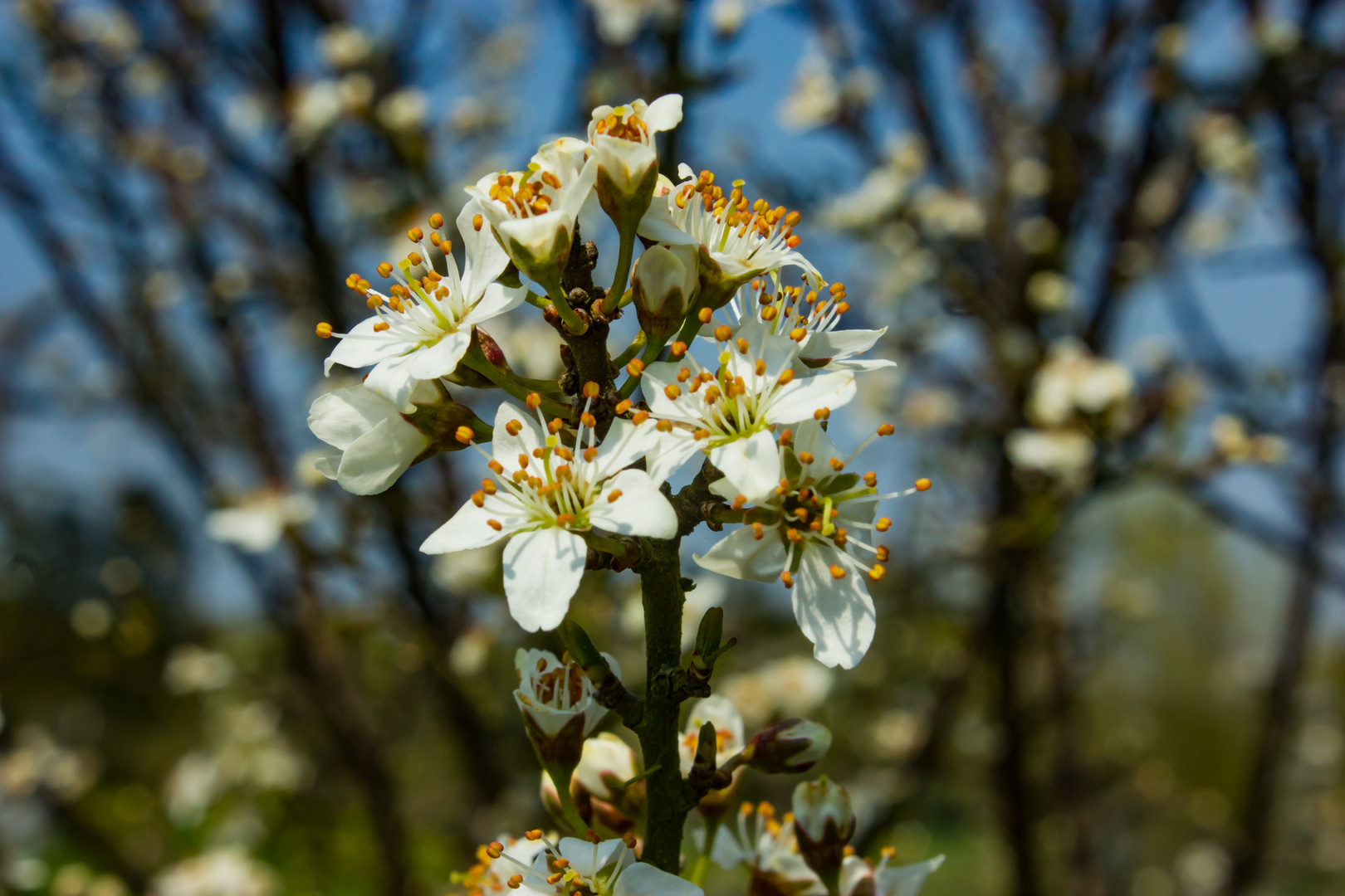 Prunus spinosa III