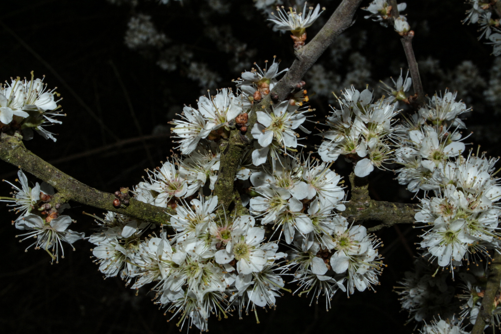 Prunus spinosa  III