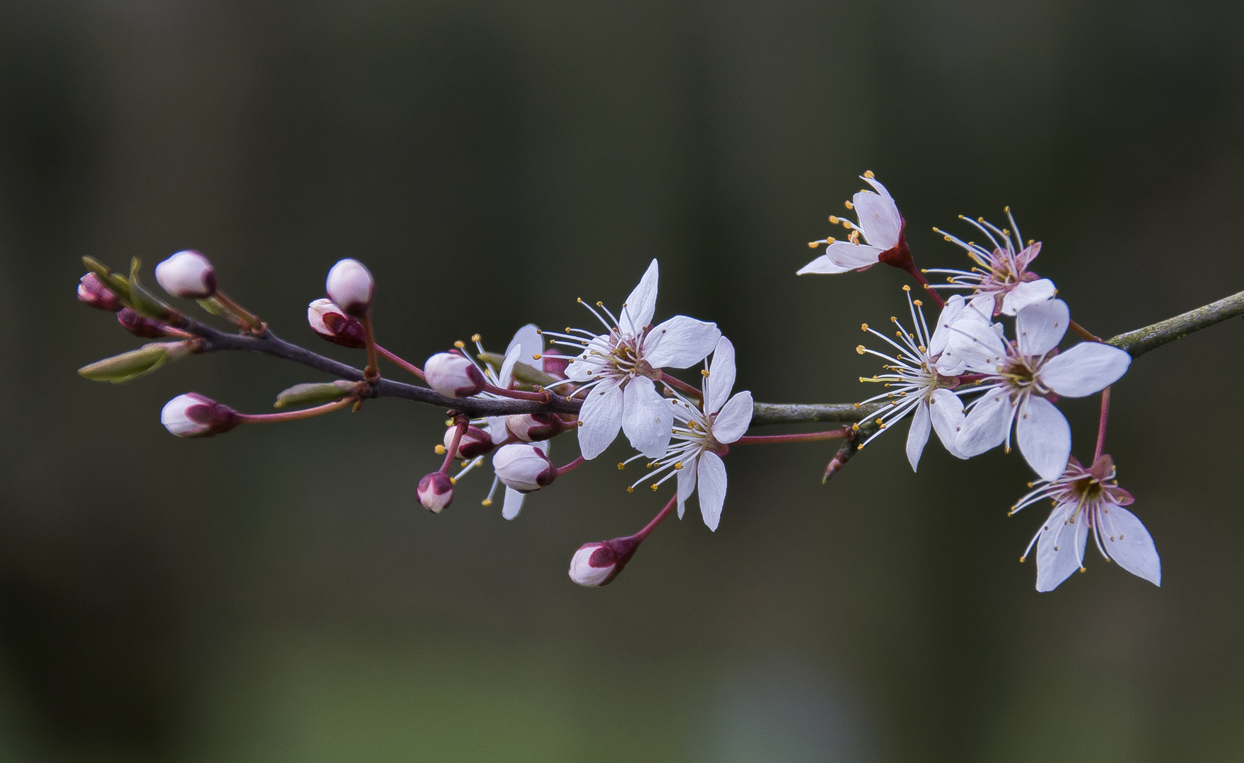 prunus spinosa purpurea...