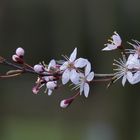 prunus spinosa purpurea...